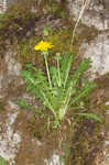 Common dandelion